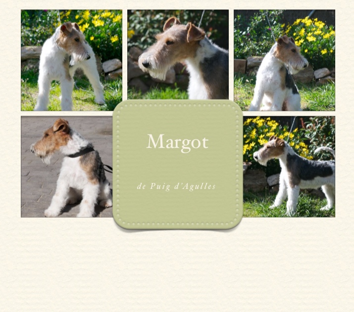 Fox  Margot de Puig d'Agulles